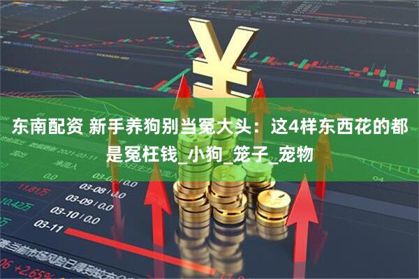 东南配资 新手养狗别当冤大头：这4样东西花的都是冤枉钱_小狗_笼子_宠物